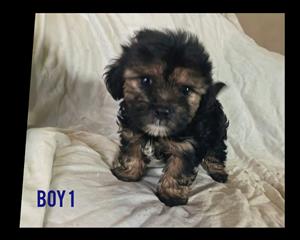 Morkie puppies