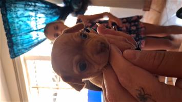 Chihuahua female puppies for sale