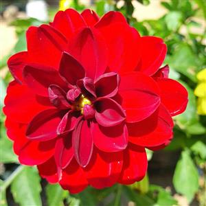 Dahlia in Bags R60 Each  GARDEN MARKET PLACE  NO 1 Gardens Road. HILLCREST