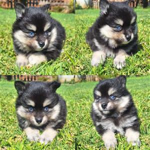 Pomsky puppies 