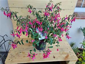 Fabulous Fuchsia Sundancer in 19cm pot WAS