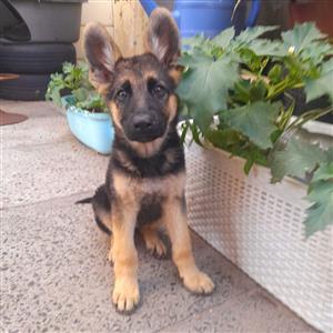German Shepherd Puppies 