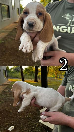 Basset puppies