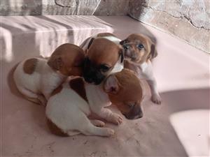 Miniature Jack Russell 