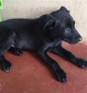 Labrador x German shepherd puppies 