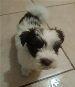 Biewer yorkie, male