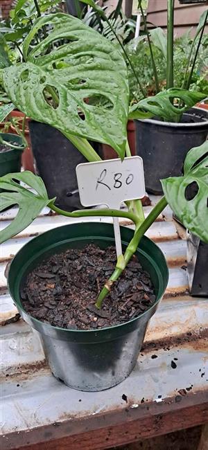 Monstera Adansonii