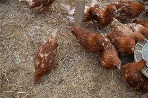 Lohmann Brown Chickens for Sale
