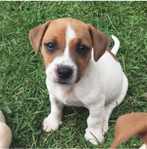 Jack Russel Pure Bred Puppies X8 Short Leg Hair Jack Russel Pure Bred Puppies X8 Short