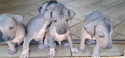 Beautiful Mexican hairless puppies for sale.