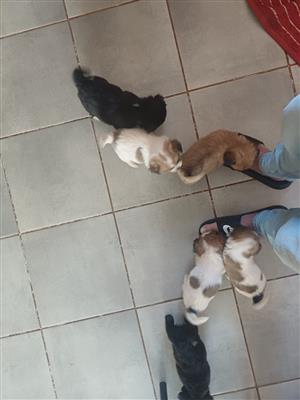 Peke A Jack puppies
