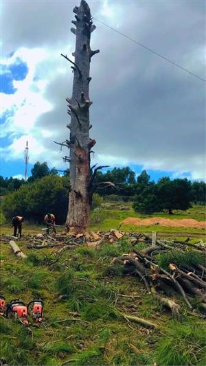 Garden  services and tree felling