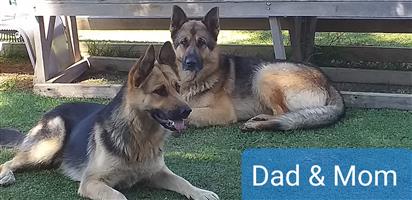 Pure breed German Shepard puppies 