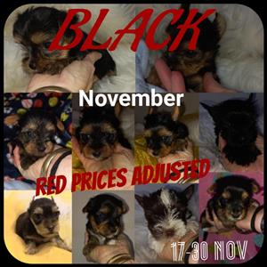 Black Nov Yorkie pups