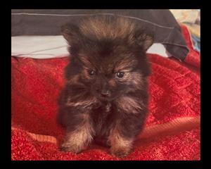 Little Toy Pom / Pomeranian puppies