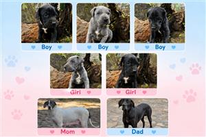 Great Dane puppies