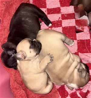 French Bulldog Puppies