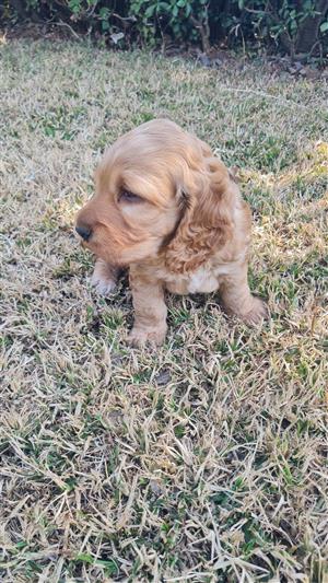 Cocker Spaniel puppies for sale 