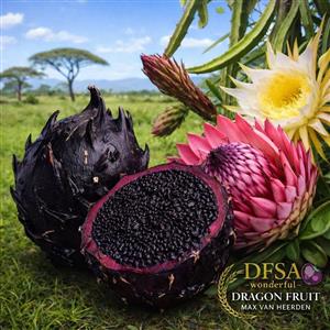 Black Dragon Fruit Africana Hybrid – Premium Rare Variety