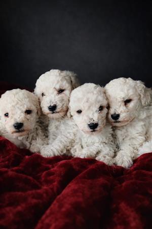 Gorgeous miniature French poodle males available 
