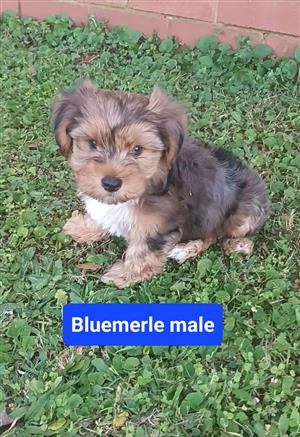 Beautiful bluemerle male yorkie puppy for sale