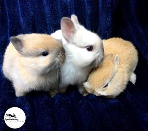 Purebred Netherland Dwarf Rabbit babies