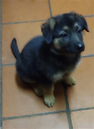 German shepherd puppies 