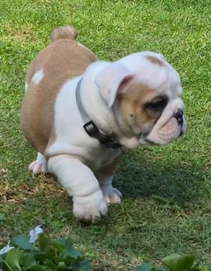 Gorgeous English bulldog puppies available