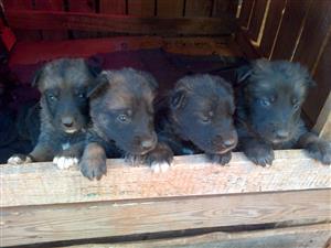 German Shepherd puppies for sale: Puppies e born on 26 May 20222. 