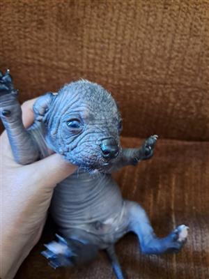 Selling hairless Chinese crest dogs