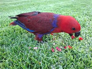 Electus female parrot