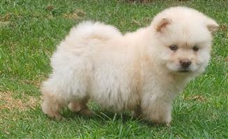 Purebred chow chow puppies 