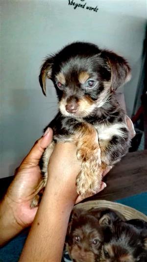 10 week old Yorkie Extotic miniature Female puppies, Dewormed and Vaccinated 