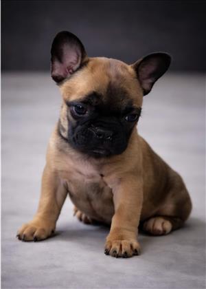 French Bulldog Puppies