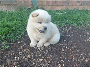 Chow Chow Puppies 