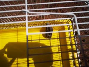 Hamster with cage for sale gamster now 10weeks old