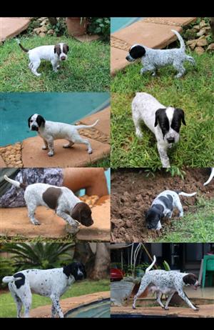 German Shorthaired Pointer  Puppies