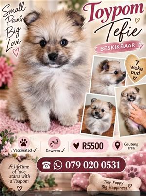 Toypom puppy