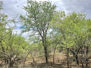 Corner Stand a real treat!