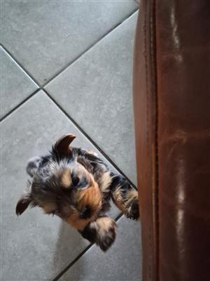 Blue diamond merle female Yorkie