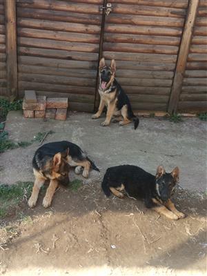 German Shepherd Puppies Clearance special