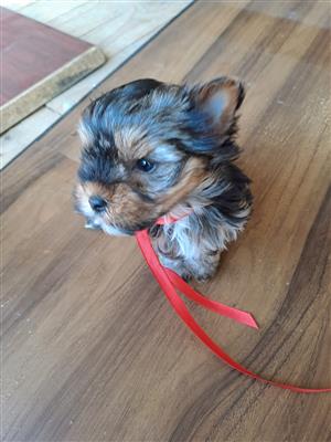 Beautiful baby Yorkshire terrier puppys for sale