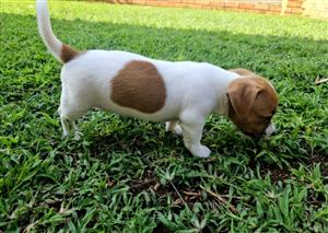 Jack russel puppies.