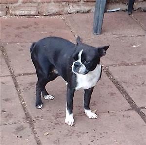 Purebred Boston terriers 