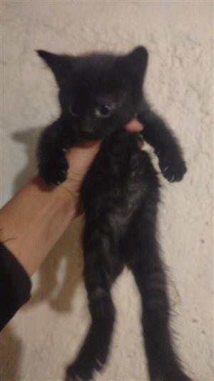 Adorable kittens up for sale 