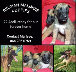 Belgian Malinois puppies for sale. Ready for there new homes. 