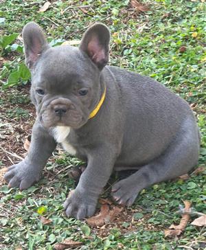 Gorgeous Exotic French bulldog puppies available