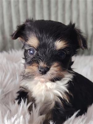 Gorgeous yorkshire terrier babies available 