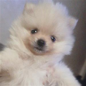 POMERANIAN PUPPIES TOO SELL
