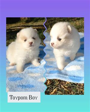 Pure bred Toypom /POMERANIANS 